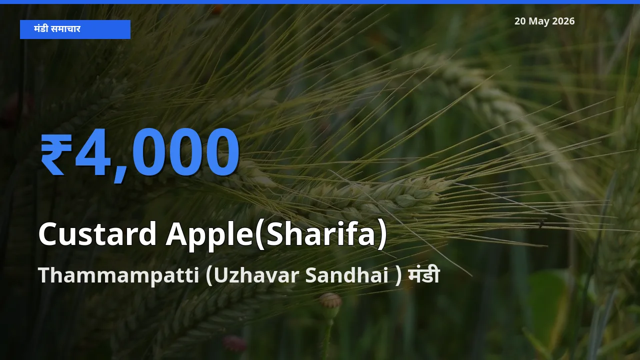 टॉप मंडी बना Thammampatti (Uzhavar Sandhai )! शरीफा के सबसे ऊँचे दाम यहीं दर्ज