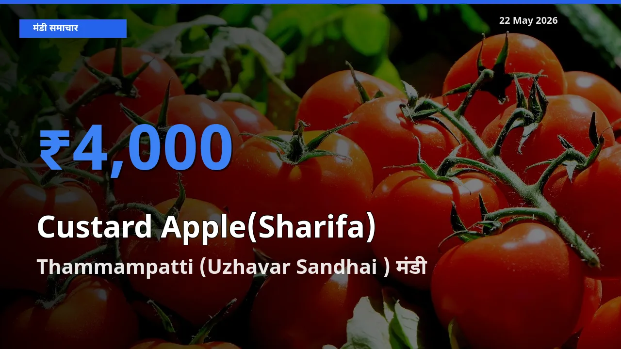 आज शरीफा के सबसे ऊँचे दाम ₹4,000 Thammampatti (Uzhavar Sandhai ) मंडी में