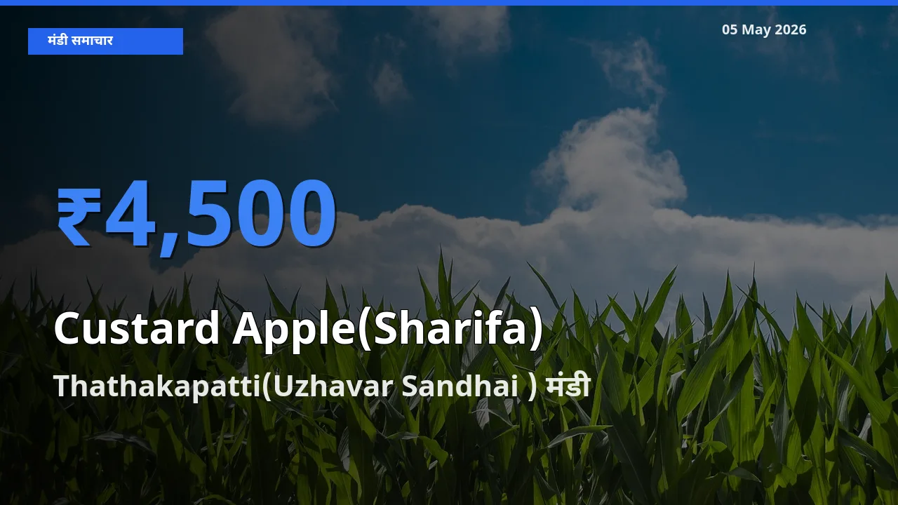किसानों की पसंद बना Thathakapatti(Uzhavar Sandhai ), शरीफा के सबसे अच्छे दाम