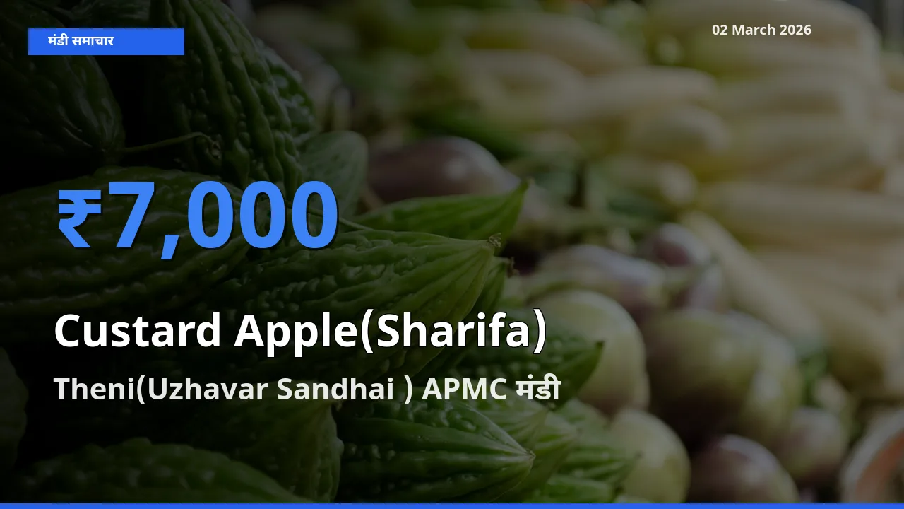 Theni(Uzhavar Sandhai ) APMC मंडी में Custard Apple(Sharifa) ₹7,000 पर पहुँचा – आज का सर्वोच्च भाव