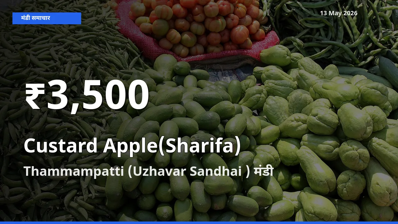 किसानों के लिए चिंता का विषय? शरीफा के दाम Thammampatti (Uzhavar Sandhai ) में 30 दिन के न्यूनतम स्तर पर