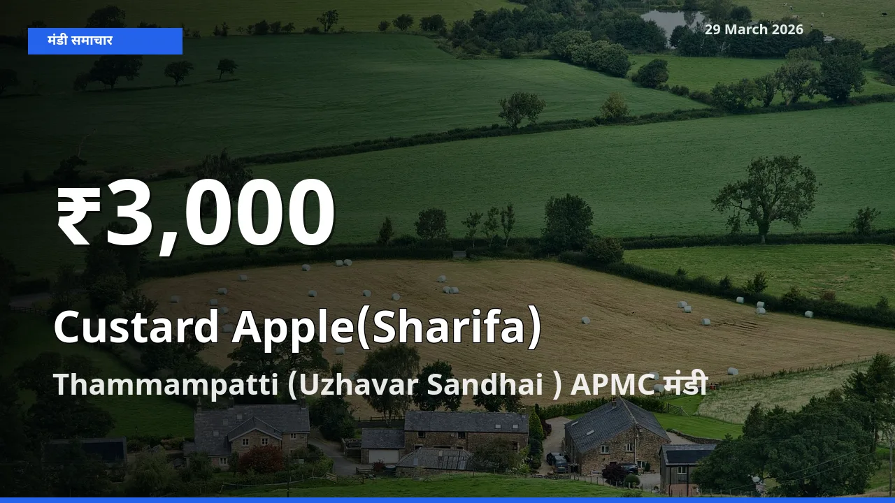 Thammampatti (Uzhavar Sandhai ) APMC में शरीफा ₹3,000 पर गिरा – 30 दिन का न्यूनतम भाव