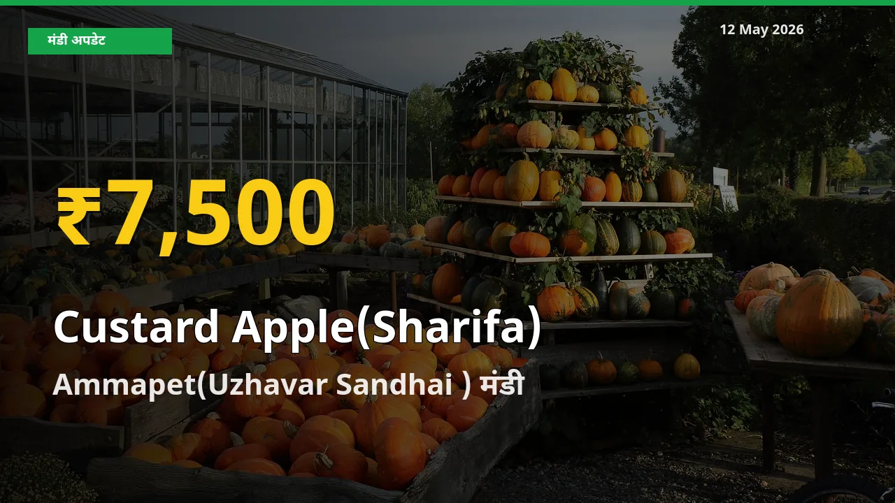 Ammapet(Uzhavar Sandhai ) में शरीफा ₹7,500 पर पहुँचा – अब तक का उच्चतम भाव