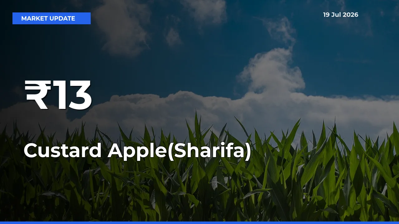 Custard Apple(Sharifa) Prices Trend Across 13+ Mandis – Market Direction Turns Clear