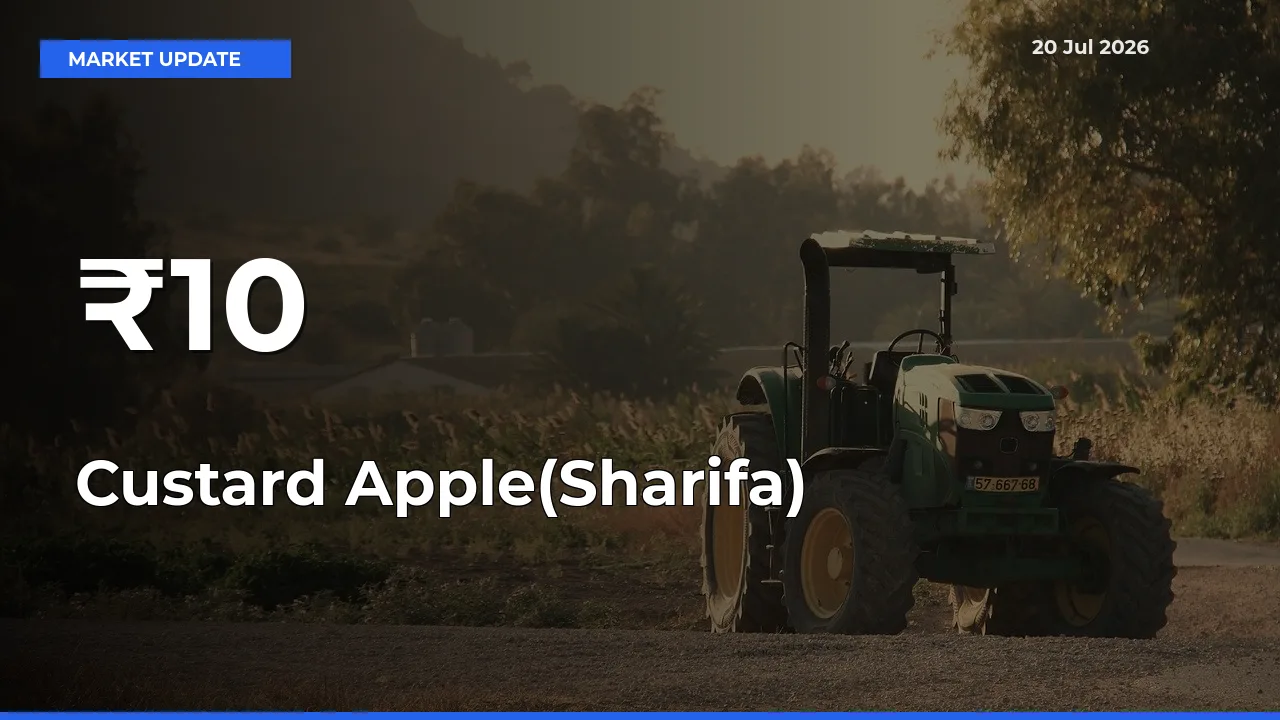 Custard Apple(Sharifa) Prices Trend Across 10+ Mandis – Market Direction Turns Clear