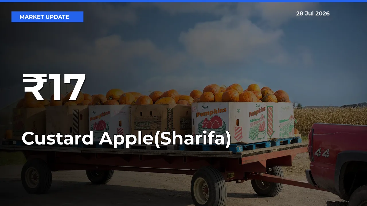 Custard Apple(Sharifa) Mandi Prices Move in Sync Across Major Markets Today