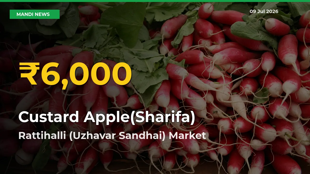 Big Jump in Custard Apple(Sharifa) Prices! Rattihalli (Uzhavar Sandhai) Records New Peak Today