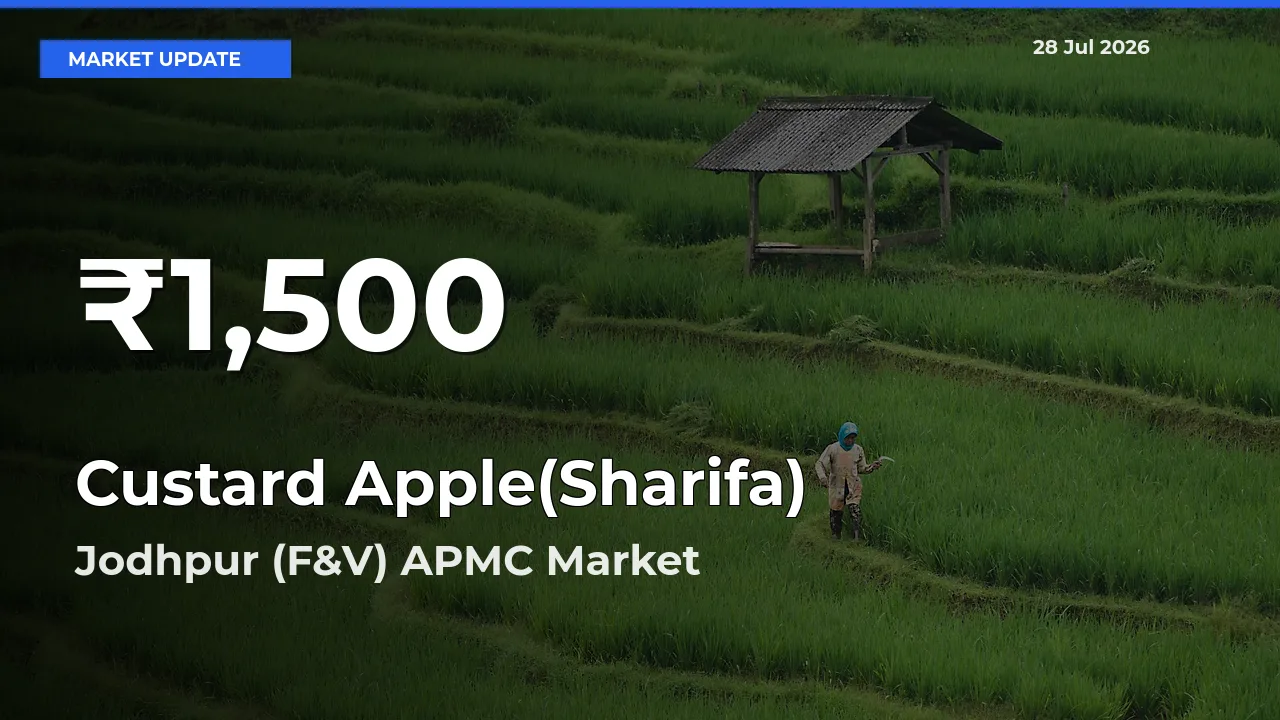 Sharp Fall! Custard Apple(Sharifa) Prices Drop to 30-Day Low in Jodhpur (F&V) APMC, Rajasthan