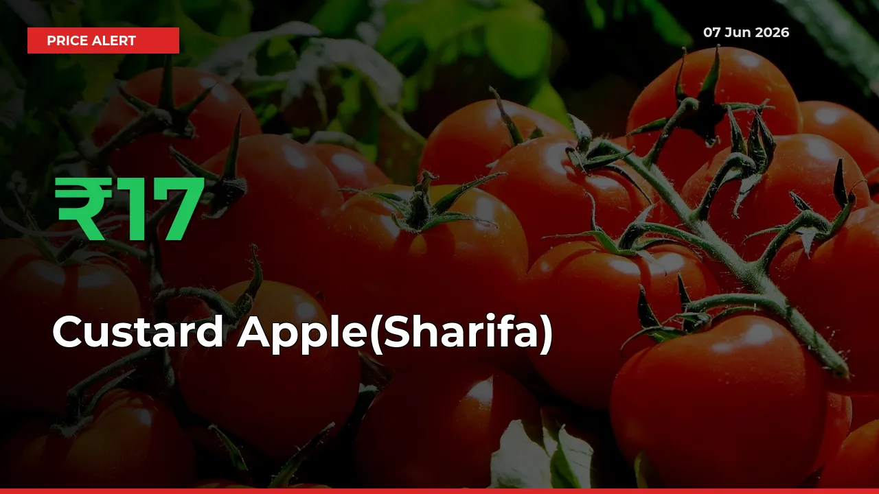 17.12% Spike in Custard Apple(Sharifa) Prices – Mandi Sees Sudden Rally