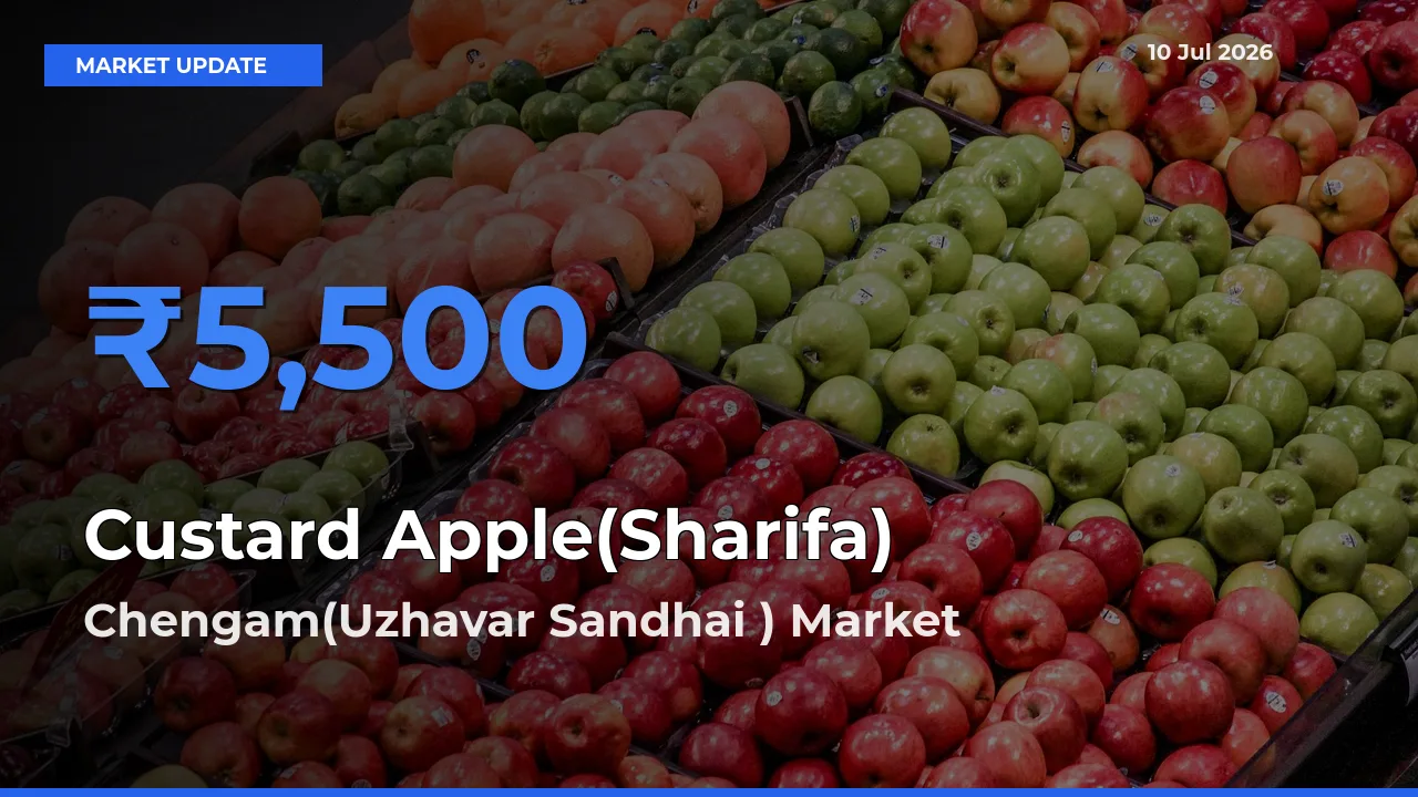 Custard Apple(Sharifa) Mandi Rate Today: Chengam(Uzhavar Sandhai ) Tops the List