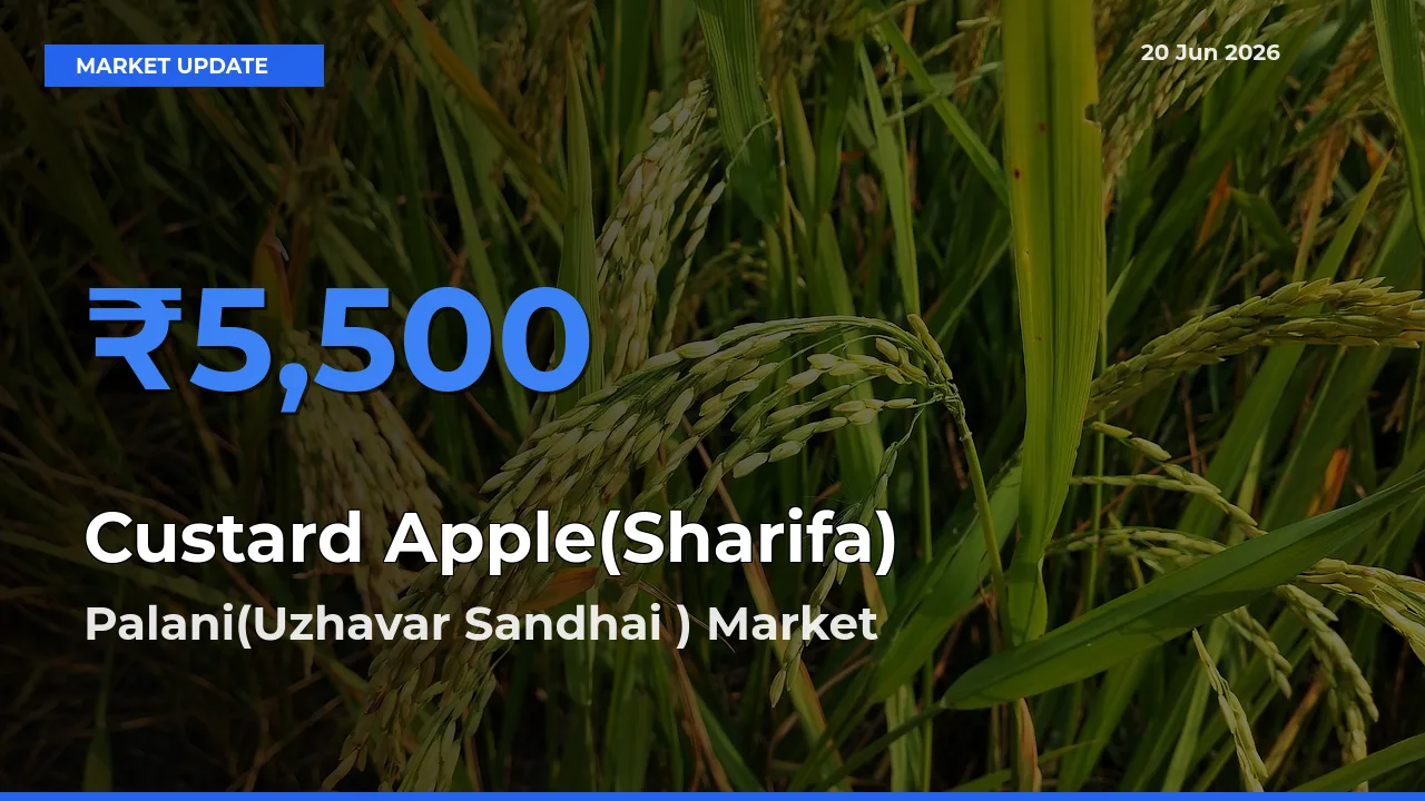 Palani(Uzhavar Sandhai ) Tops Custard Apple(Sharifa) Rates – June 20 Market Update