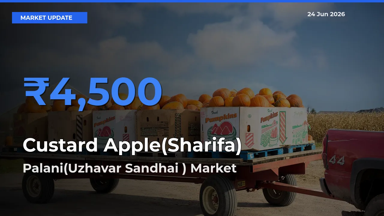 Top Performer! Palani(Uzhavar Sandhai ) Offers Best Custard Apple(Sharifa) Price Today
