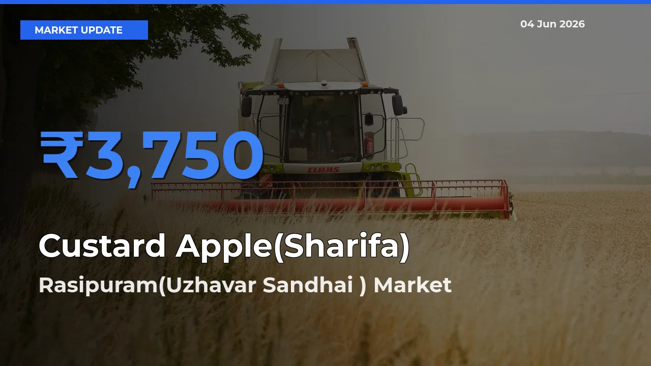 Custard Apple(Sharifa) Mandi Rate Today: Rasipuram(Uzhavar Sandhai ) Tops the List