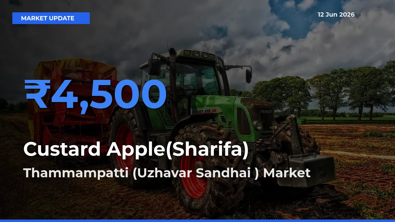 Thammampatti (Uzhavar Sandhai ) Leads as Top Mandi for Custard Apple(Sharifa) Prices