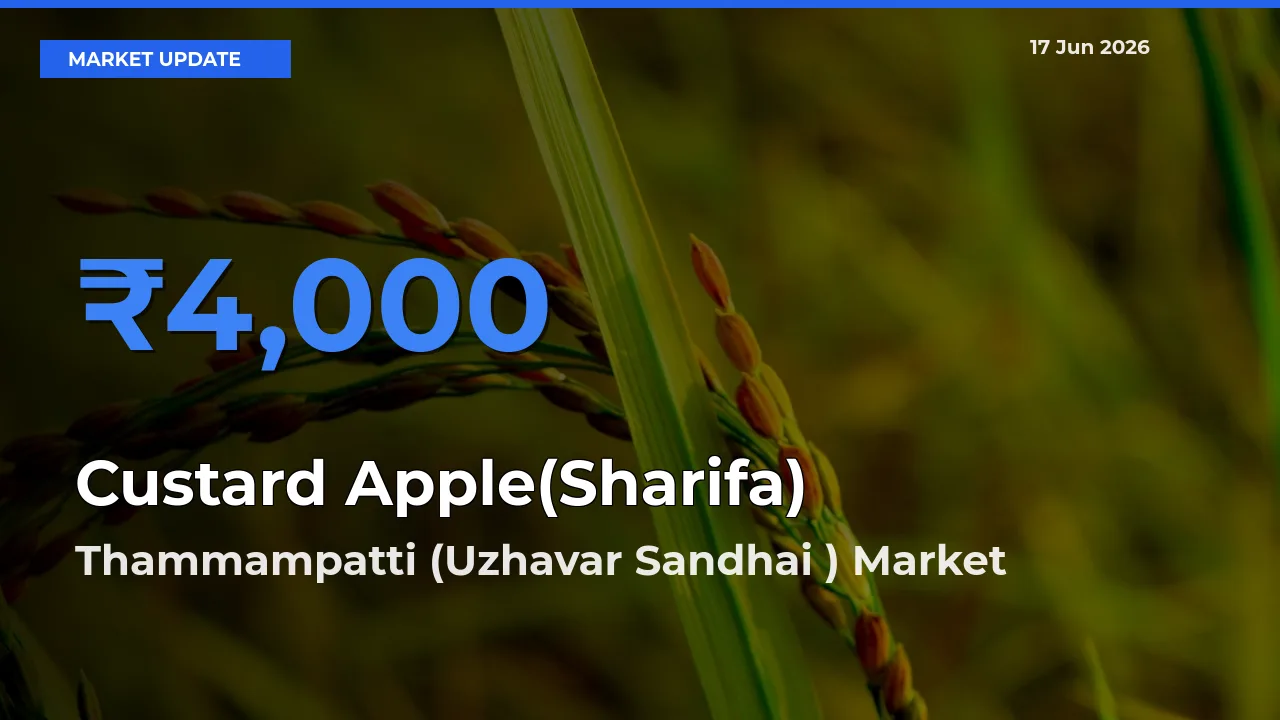 Thammampatti (Uzhavar Sandhai ) Tops Custard Apple(Sharifa) Rates – June 17 Market Update
