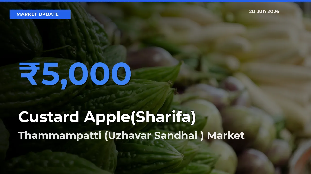 Thammampatti (Uzhavar Sandhai ) Records Highest ₹5,000 Rate for Custard Apple(Sharifa)