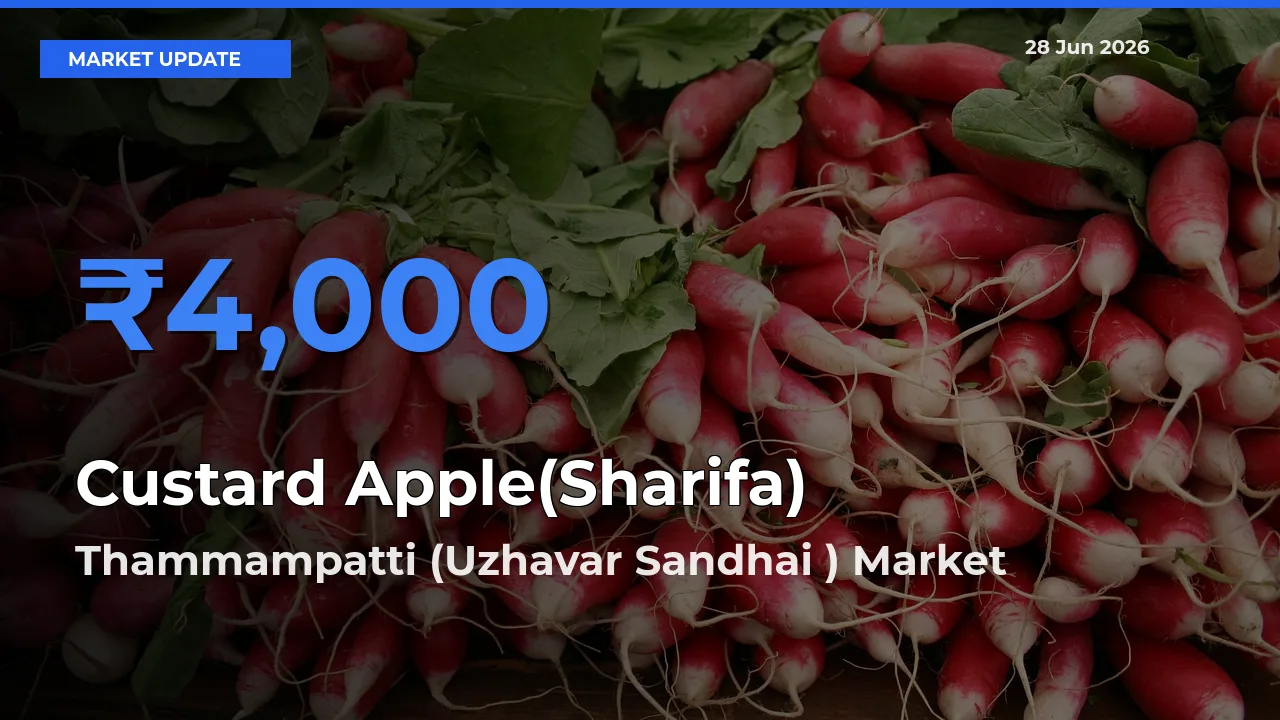Thammampatti (Uzhavar Sandhai ) Records Highest ₹4,000 Rate for Custard Apple(Sharifa)