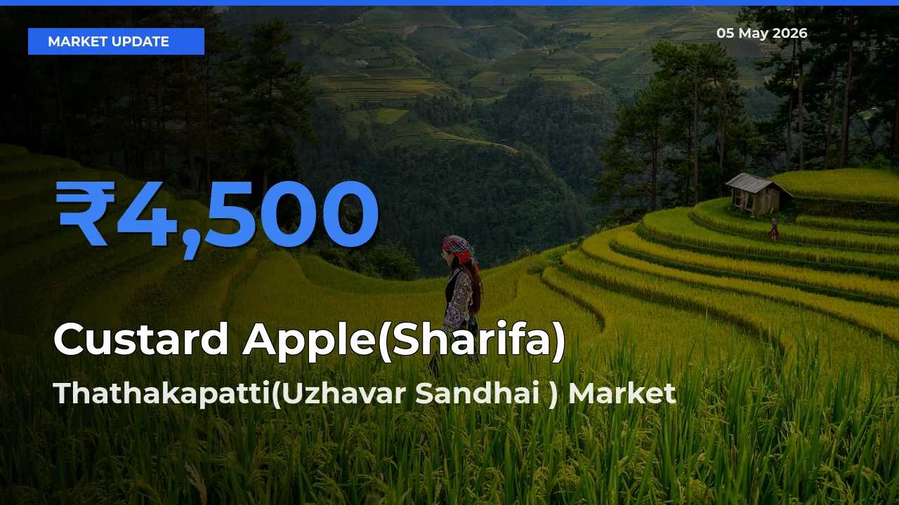 Thathakapatti(Uzhavar Sandhai ) Emerges as Top Mandi for Custard Apple(Sharifa) Prices Today