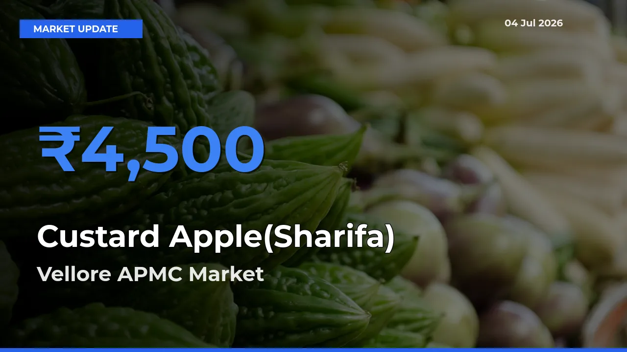 Market Watch: Vellore APMC Becomes Top Mandi for Custard Apple(Sharifa)