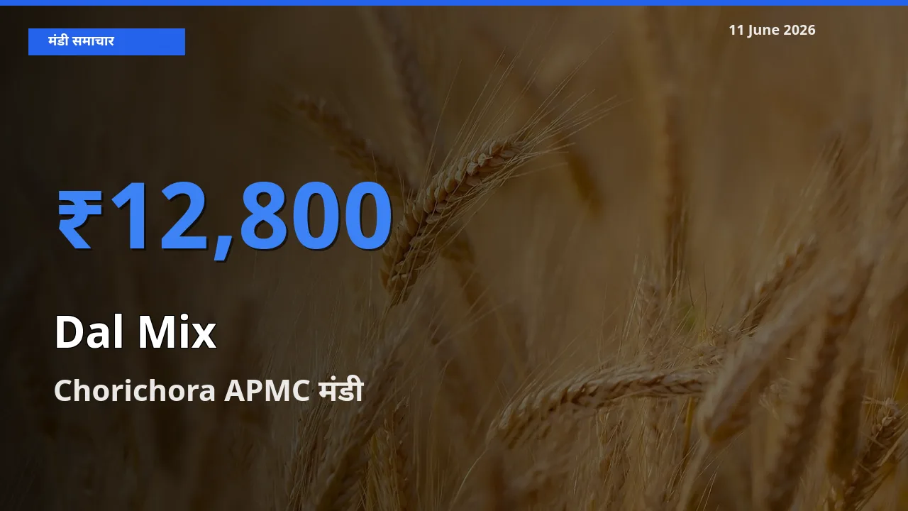आज का मंडी भाव: मिक्स दाल के सबसे ज़्यादा दाम Chorichora APMC में