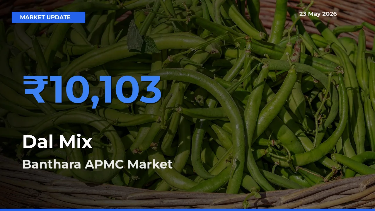 Farmers Prefer Banthara APMC as Dal Mix Hits Highest Rate
