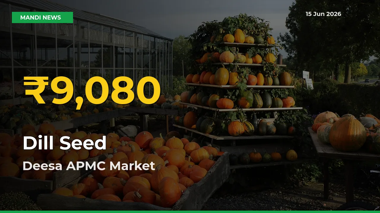 Fresh Record! Dill Seed Price Climbs to New High in Deesa APMC