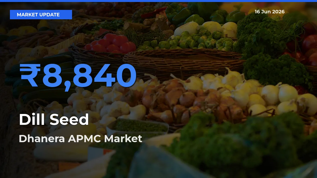 Dhanera APMC Tops Dill Seed Rates – June 16 Market Update