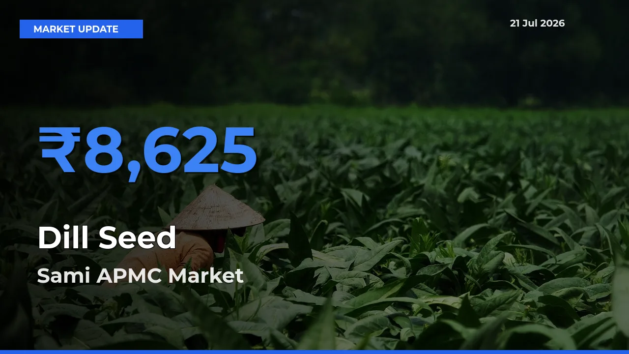 Dill Seed Mandi Rate Today: Sami APMC Tops the List