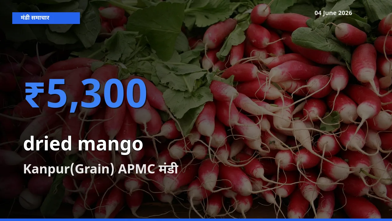 Kanpur(Grain) APMC में सूखा आम का आज सबसे ऊँचा भाव