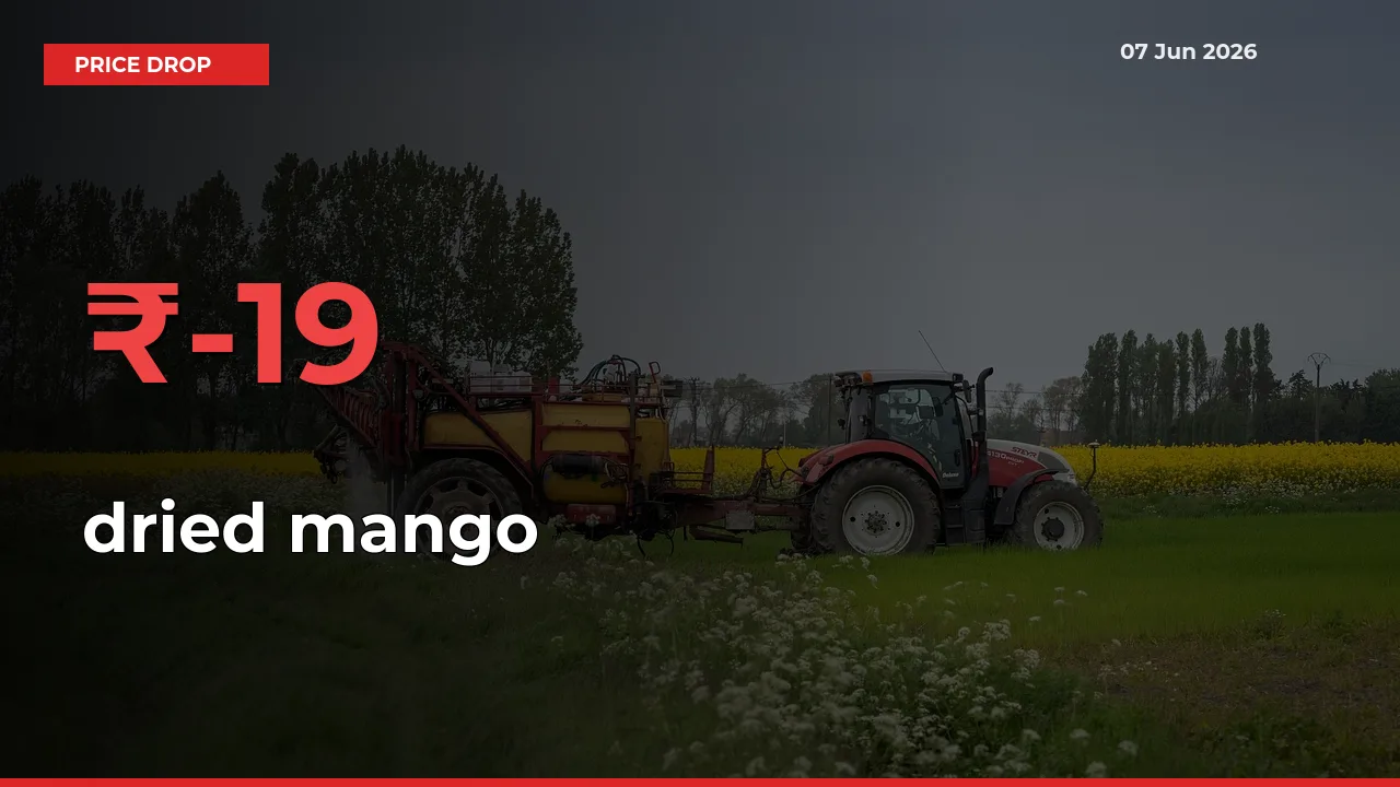 Farmers Alert as dried mango Prices Slide 19.1% in Local Mandis