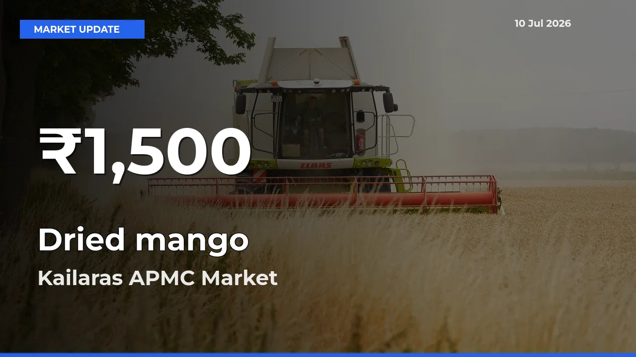 Dried mango Falls to ₹1,500 in Kailaras APMC – 30-Day Lowest Rate