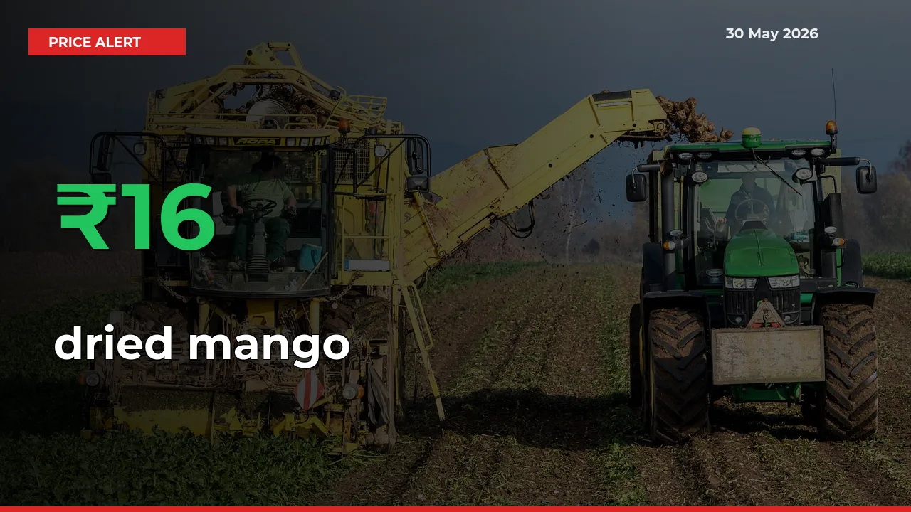 15.94% Spike in dried mango Prices – Mandi Sees Sudden Rally