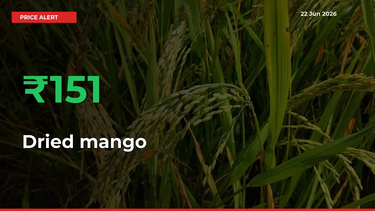 Sudden 151.1% Rally in Dried mango Prices Across Mandis