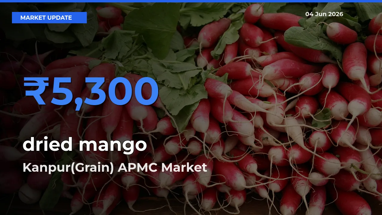 Kanpur(Grain) APMC Leads as Top Mandi for dried mango Prices