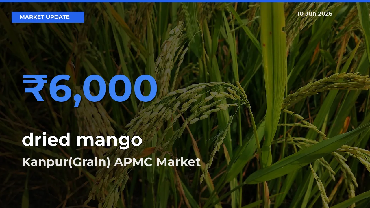 Kanpur(Grain) APMC Leads as Top Mandi for dried mango Prices