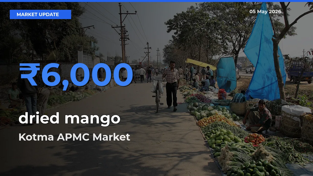 Top Performer! Kotma APMC Offers Best dried mango Price Today