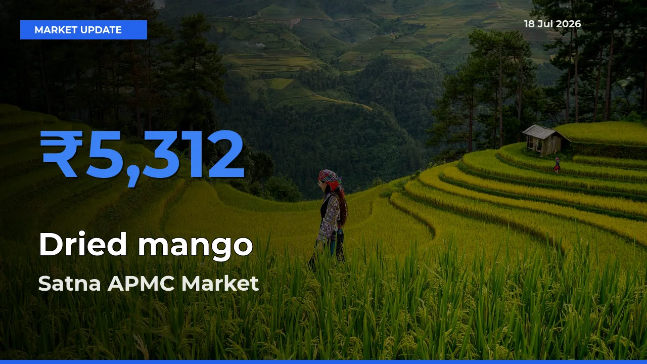 Satna APMC Tops Dried mango Mandi Rates Today