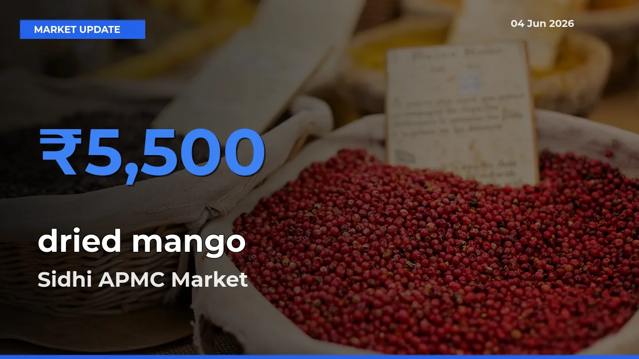 Sidhi APMC Leads as Top Mandi for dried mango Prices