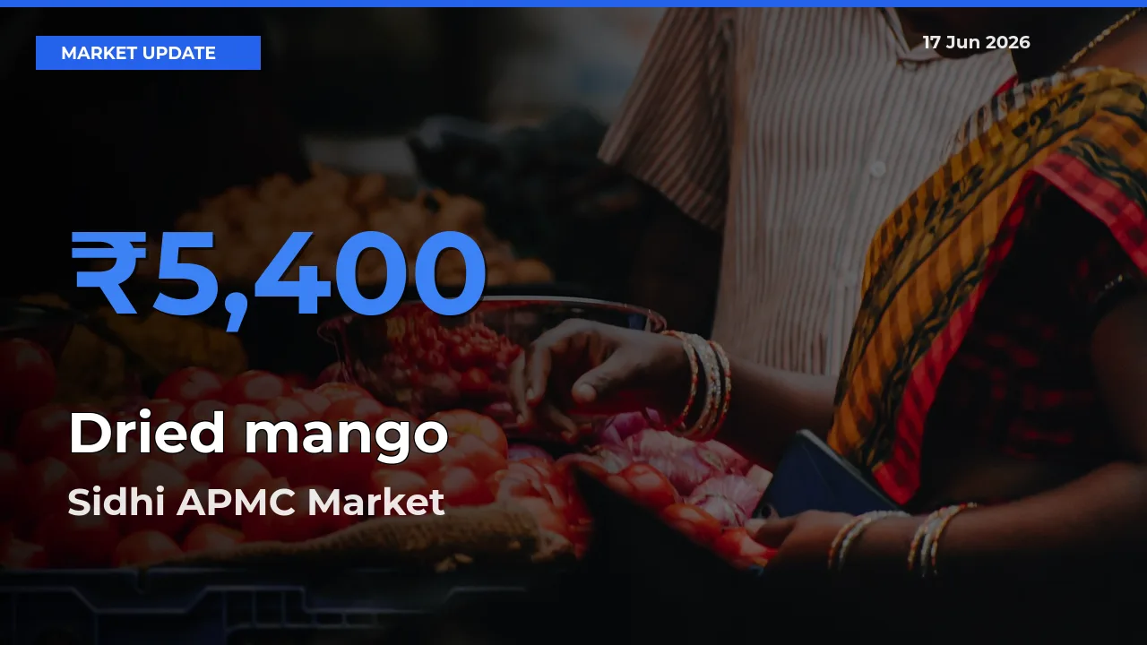 Sidhi APMC Records Highest ₹5,400 Rate for Dried mango