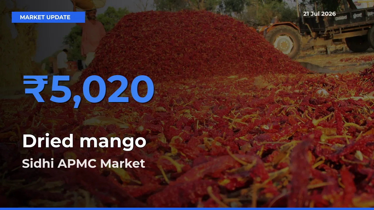Sidhi APMC Offers ₹5,020 – Highest Dried mango Rate Today