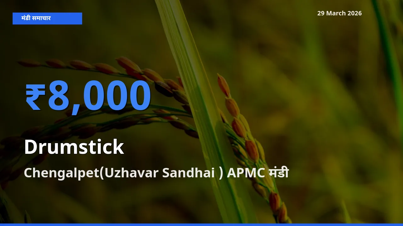टॉप मंडी बना Chengalpet(Uzhavar Sandhai ) APMC! सहजन (मुनगा) के सबसे ऊँचे दाम यहीं दर्ज