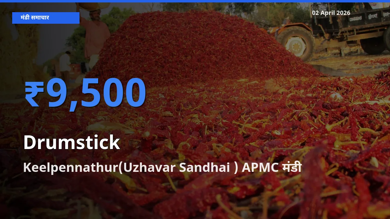 बाज़ार संकेत: Keelpennathur(Uzhavar Sandhai ) APMC बना सहजन (मुनगा) के लिए आज की टॉप मंडी