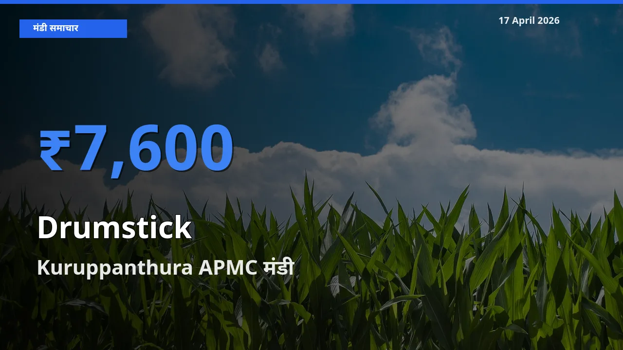 आज सहजन (मुनगा) के सबसे ऊँचे दाम ₹7,600 Kuruppanthura APMC मंडी में