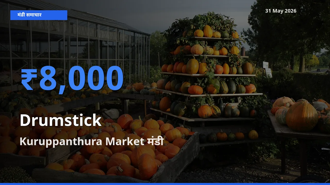 आज सहजन (मुनगा) के सबसे ज़्यादा दाम Kuruppanthura Market मंडी में दर्ज