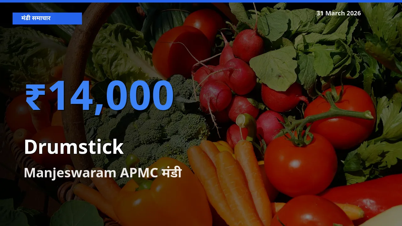 Manjeswaram APMC मंडी में आज सहजन (मुनगा) के सबसे ऊँचे दाम दर्ज