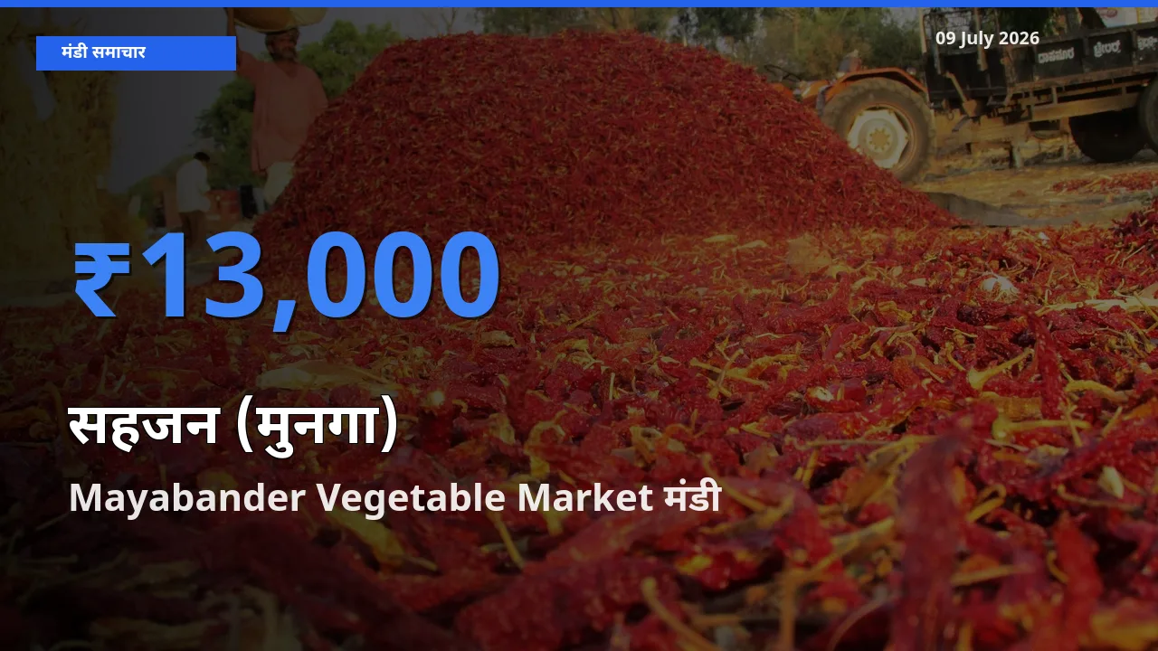 किसानों की पसंद बना Mayabander Vegetable Market, सहजन (मुनगा) के सबसे अच्छे दाम