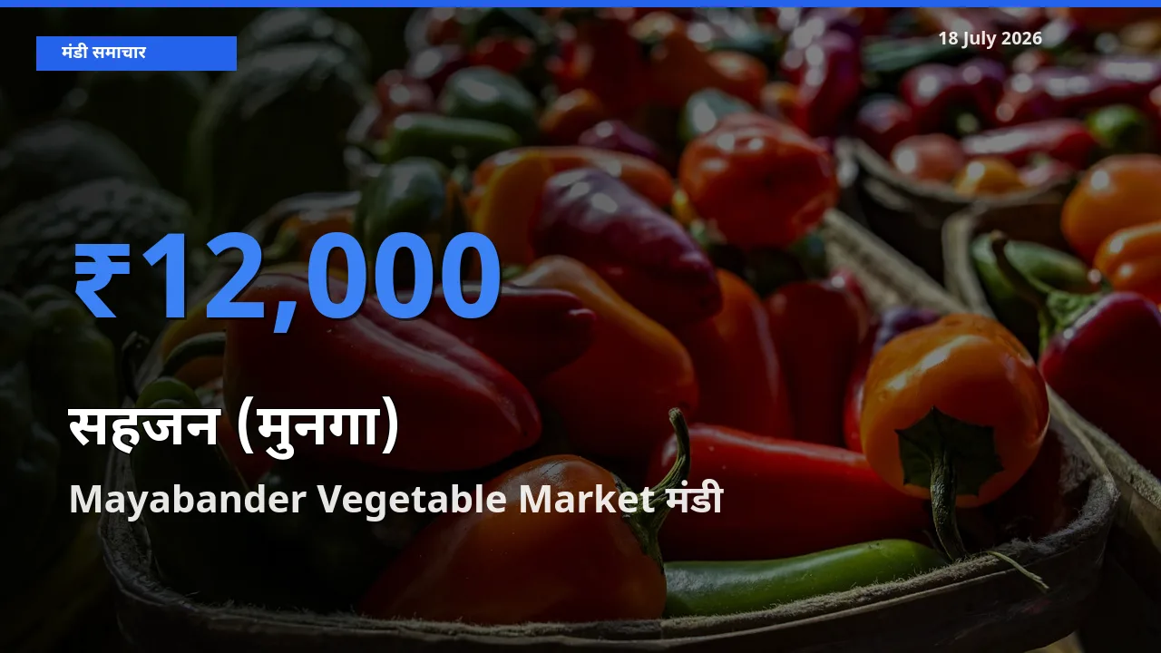 आज सहजन (मुनगा) के सबसे ऊँचे दाम ₹12,000 Mayabander Vegetable Market मंडी में
