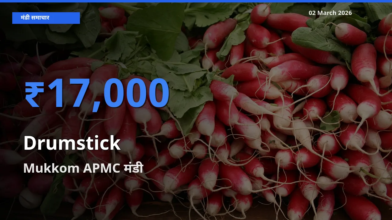 02 March अपडेट: Drumstick के सबसे ऊँचे दाम Mukkom APMC मंडी में