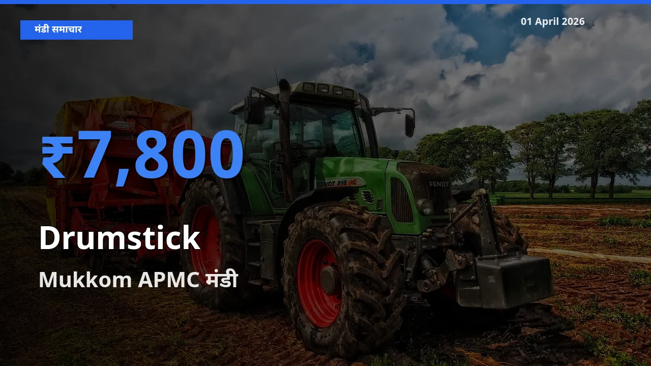 आज सहजन (मुनगा) के सबसे ज़्यादा दाम Mukkom APMC मंडी में दर्ज