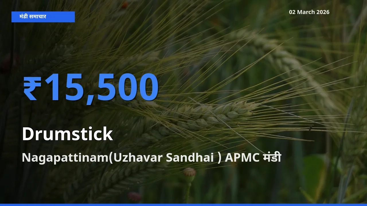 आज का मंडी भाव: Drumstick के सबसे ज़्यादा दाम Nagapattinam(Uzhavar Sandhai ) APMC में